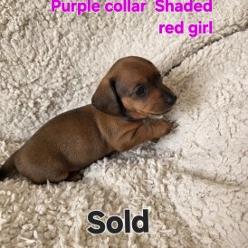 Dachshund (Smooth Haired)