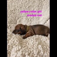 Dachshund (Smooth Haired)