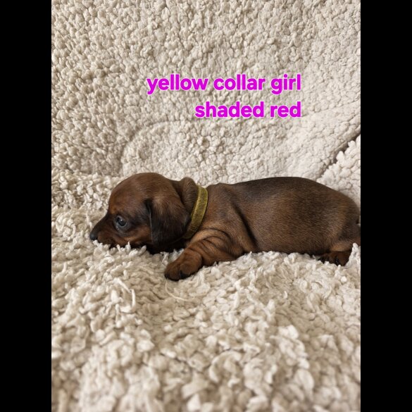 Dachshund (Smooth Haired)