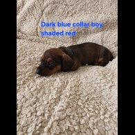 Dachshund (Smooth Haired)