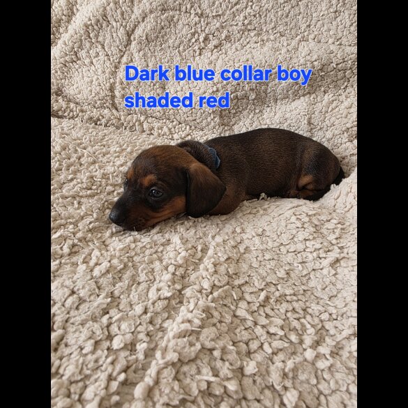 Dachshund (Smooth Haired)