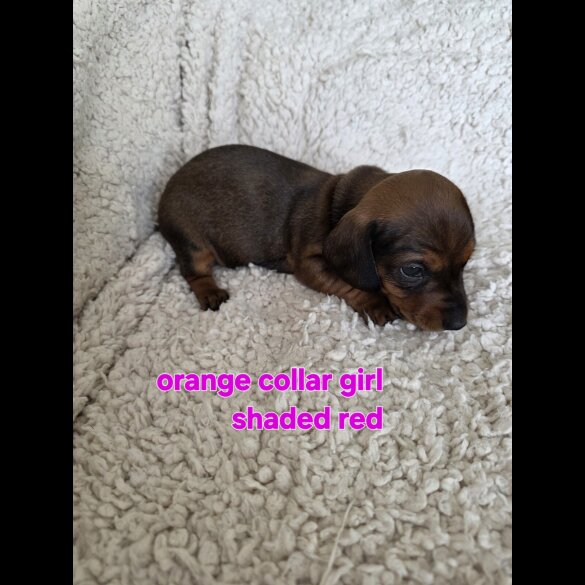 Dachshund (Smooth Haired)