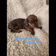 Dachshund (Smooth Haired)