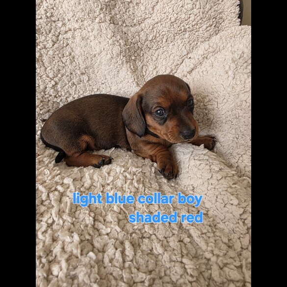 Dachshund (Smooth Haired)