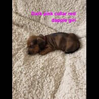 Dachshund (Smooth Haired)