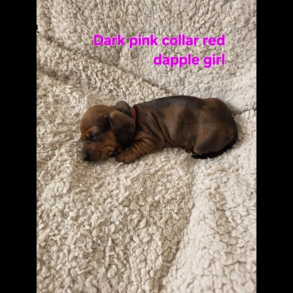 Dachshund (Smooth Haired)