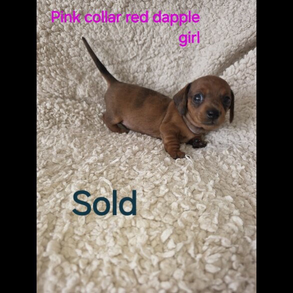 Dachshund (Smooth Haired)