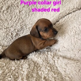 Dachshund (Smooth Haired)