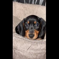 Dachshund (Smooth Haired)