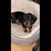 Dachshund (Smooth Haired)