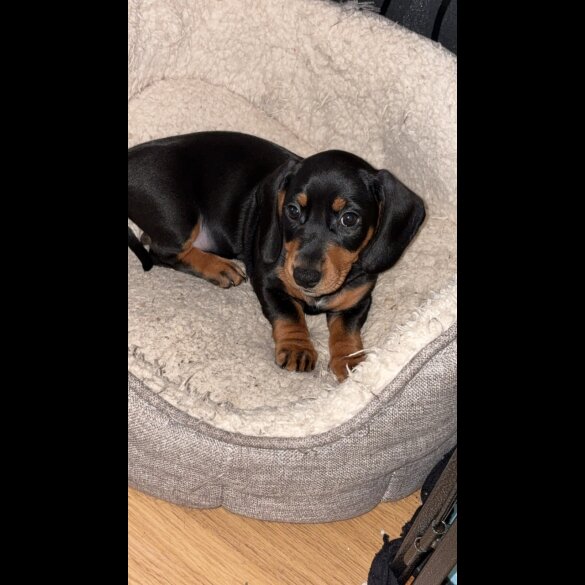 Dachshund (Smooth Haired)