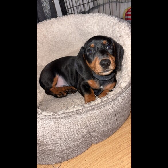 Dachshund (Smooth Haired)