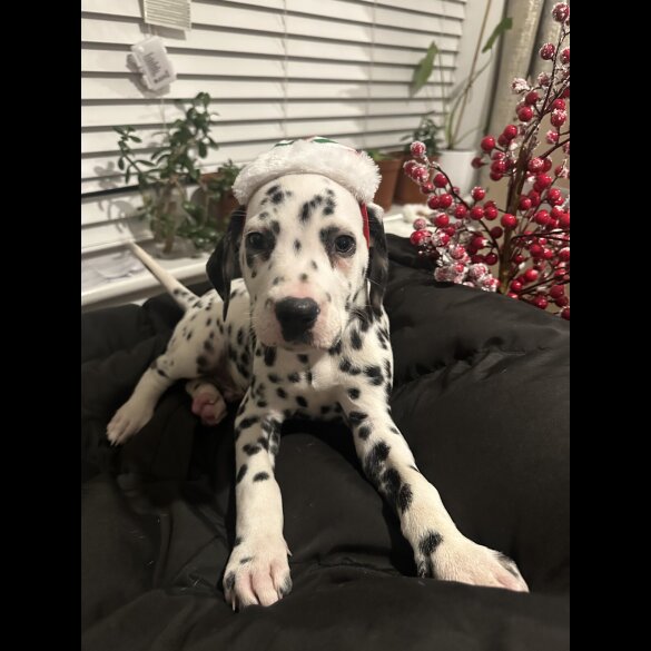 Dalmatian
