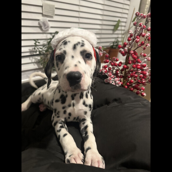 Dalmatian