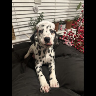 Dalmatian