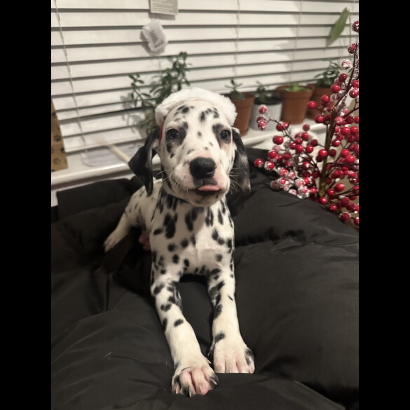 Dalmatian