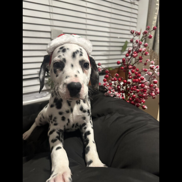Dalmatian