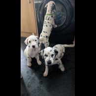 Dalmatian