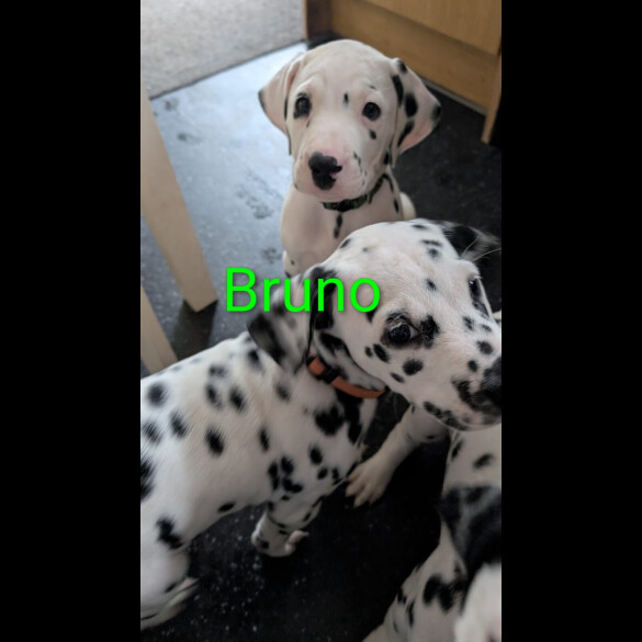 Dalmatian