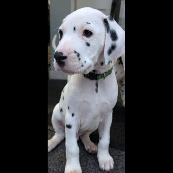 Dalmatian