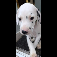 Dalmatian