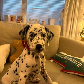 Dalmatian