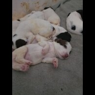 English Springer Spaniel
