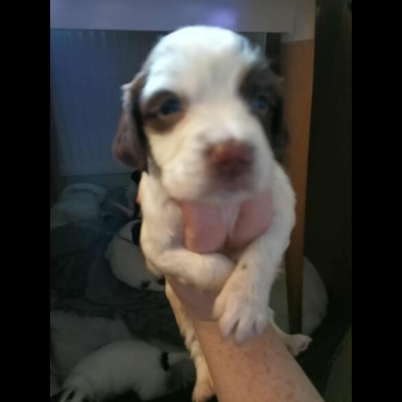 English Springer Spaniel