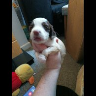 English Springer Spaniel
