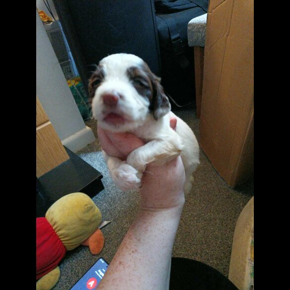 English Springer Spaniel