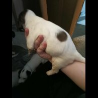 English Springer Spaniel