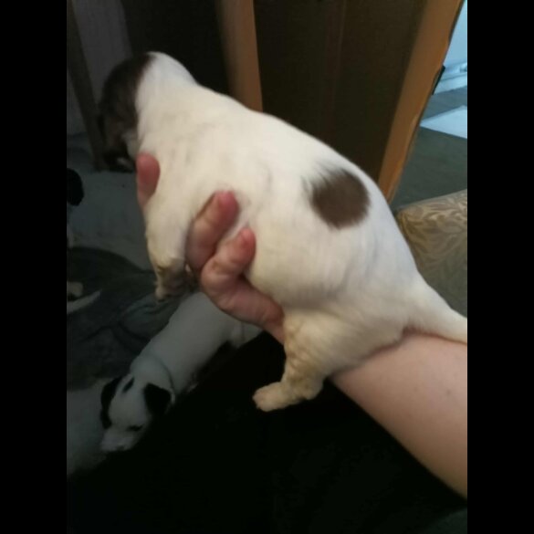 English Springer Spaniel