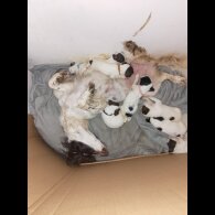 English Springer Spaniel