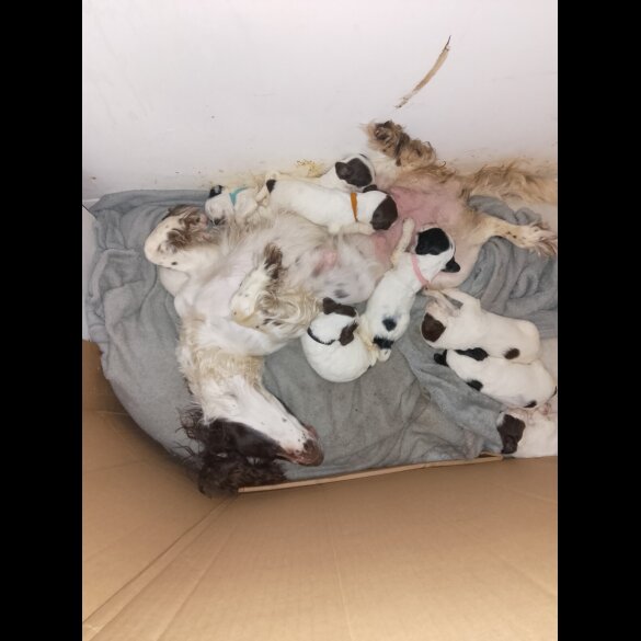 English Springer Spaniel