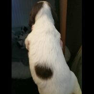 English Springer Spaniel