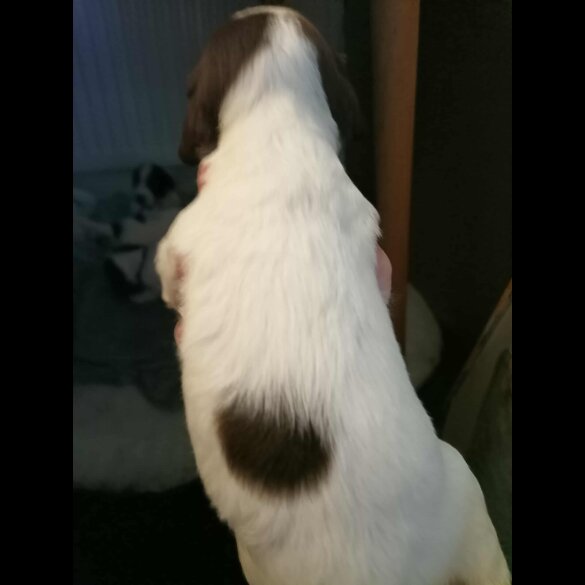 English Springer Spaniel