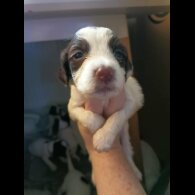 English Springer Spaniel