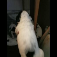 English Springer Spaniel