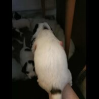 English Springer Spaniel