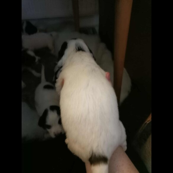 English Springer Spaniel