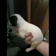 English Springer Spaniel