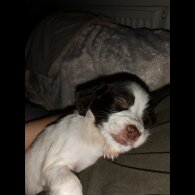 English Springer Spaniel