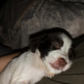English Springer Spaniel