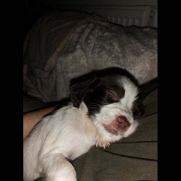 English Springer Spaniel