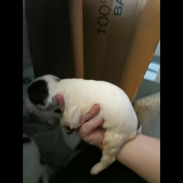 English Springer Spaniel