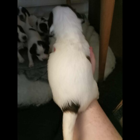 English Springer Spaniel