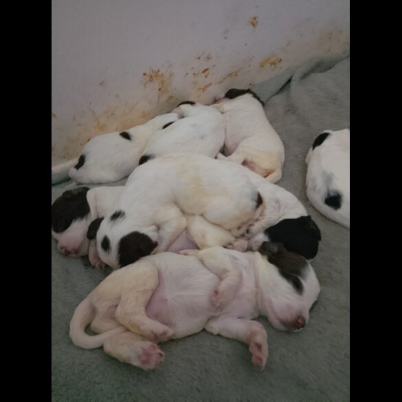 English Springer Spaniel