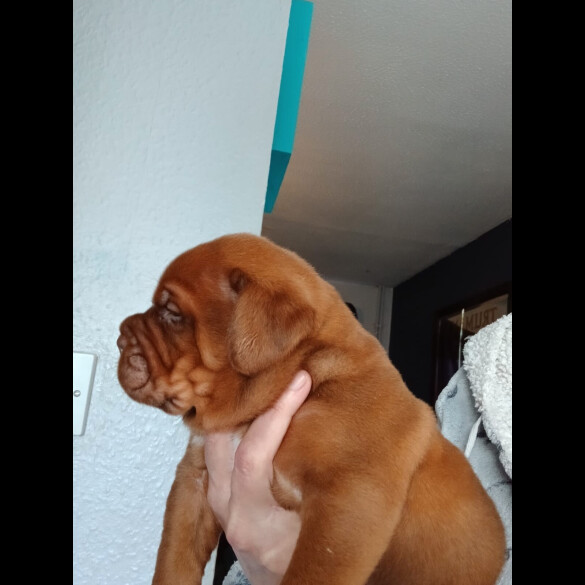 Dogue De Bordeaux