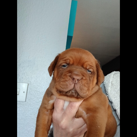 Dogue De Bordeaux