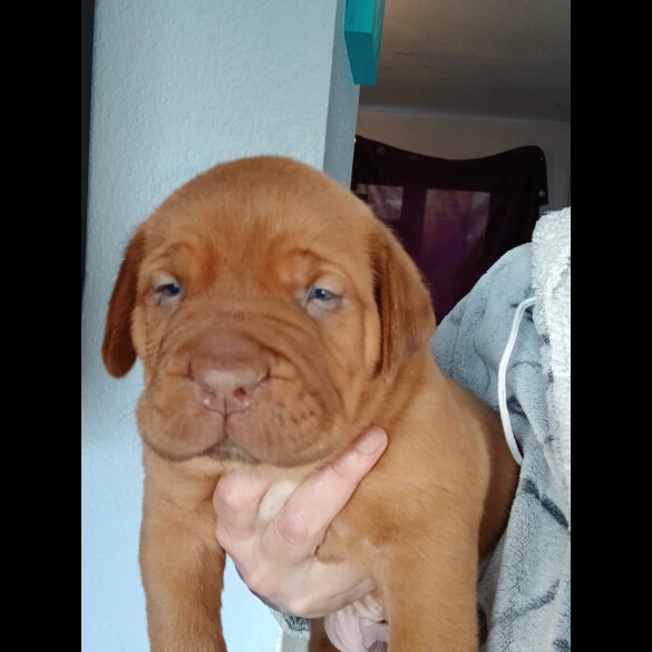 Dogue De Bordeaux